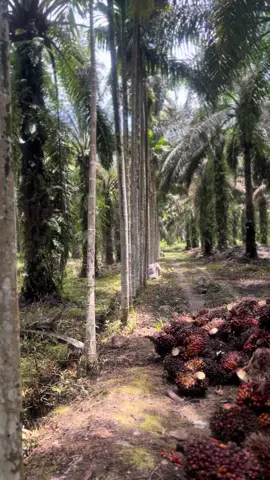 Tandan Buah Segar #sawitontiktok #riau #sawitriau #petaniindonesia🇮🇩🇮🇩🇮🇩🌿🌿 