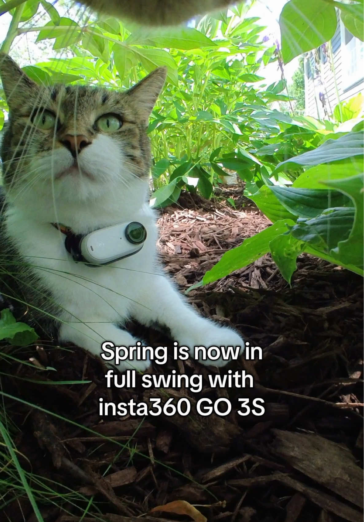 Things are finally turning green in the Kitterverse! 🌷🌳📣🐈 @insta360_official GO 3S.       #catsoftiktok #meow #insta360 #insta360catcam #insta360petcam #creatorsearchinsights 