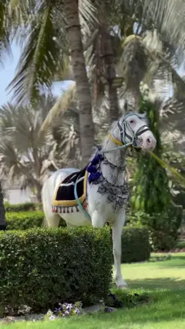 Cinderella!  HS Livestock Ki Shehzadii!  #hslivestock #fyp #foryou #explore #viral 