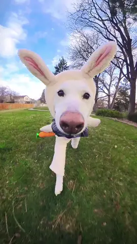 Cardio? I call it “eggscape training.” 🐰  Speed: 100 Stealth: 0 Style: Immaculate! Share with someone who needs a smile! #dogtok #insta360 #easter #dogs #toocute
