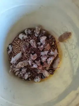 camundongo 🐭🐭🐭  #fy #Brasilia #camundongo #rato #roedores #