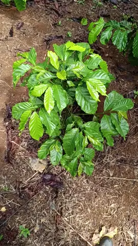 nhỏ thì ăn ít thôi k được tham lam#cooffee #xuhuong #nông dân#chăm cà phê con