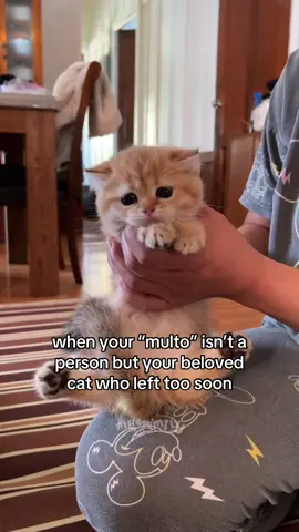 RELAPSE MALALA 😭 I miss you so much Starboy!! 💫 #catsoftiktok #cattok #meowmily 
