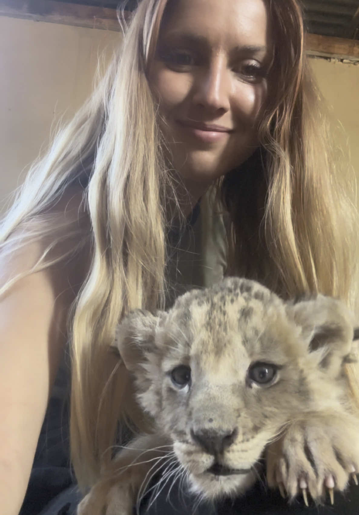 Follow your passions ♾️ #lion #wildlife #fyp 