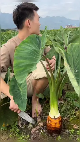 OMG👩‍🌾🌱😋💥💫🍀🌱#fyp #happy #fruits #asmr 