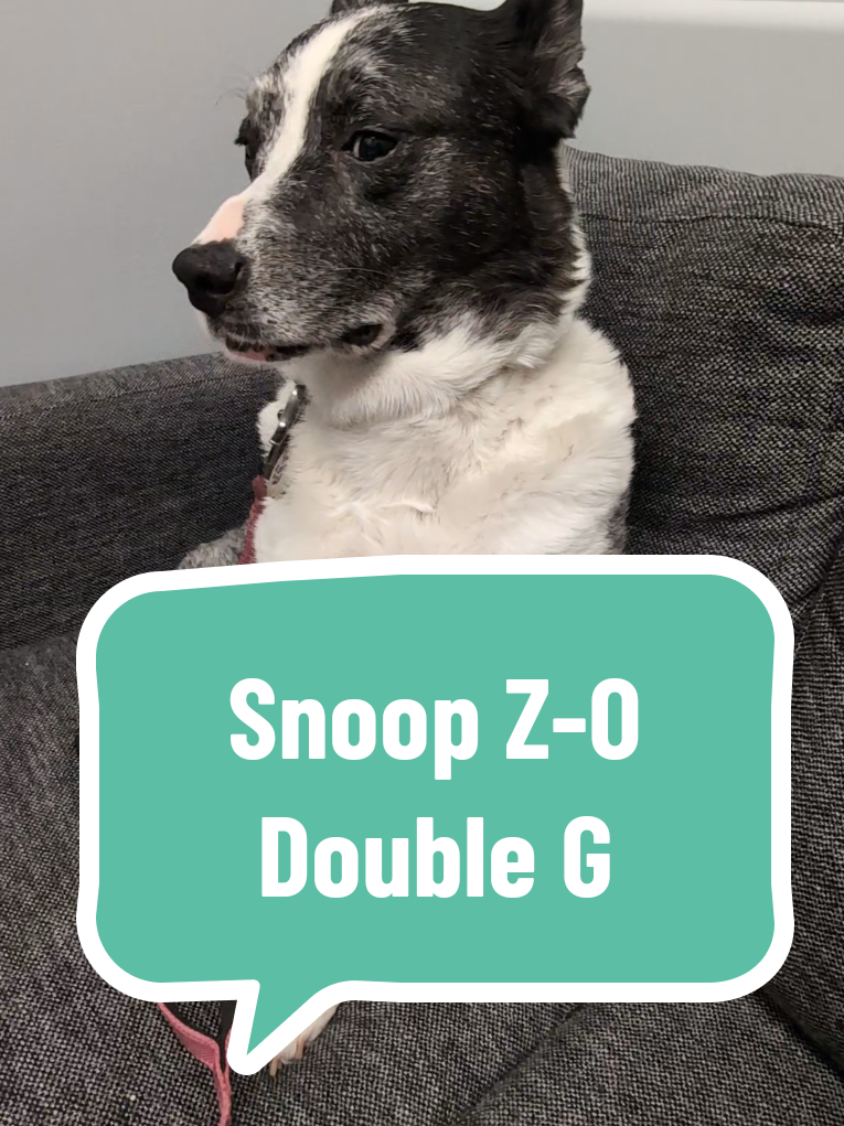 funny, not funny post. Someone tossed out an edible on our trail walk and my angelic fur child decided it was time to try recreational dr*gs for the first time. not having known she ate pot, I thought something horrible was happening and rushed her to the emergency vet. she was toasted on THC! $441 later, she is ok. if you smoke or eat ediblesz that's cool. just don't throw them on the ground because apparently even goodest girl dogs like to be p0theads too. #dogsoftiktok #funnydogs #dogmomstruggles #dogwalkgonewrong #dog 