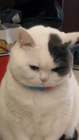 Nah lo kena marah kan #kucinglucu #kucingtiktok #kucing #kucingku #kucinggemoy #kucingnyimut #anabul 