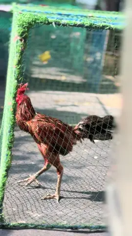 วันที่19นี้เราไปหาคำตอบกัน #ณัฏฐพิพัศ🐓 