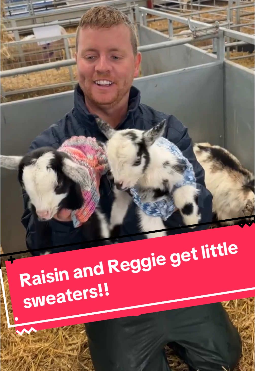 The weather has changed and it’s freezing cold! It’s time for Raisin and Reggie to get their little sweaters on 😍 when the weather turns we put little sweaters on all of our pygmy babies and it’s amazing for keeping the chill off of them! #farming #lambing #farmtok #fyp #fyppp #foryoupage #viral #goats #funny #pygmygoats #cute #zoomies #babygoat #farmer #adorable #homestead #tik_tok #farmanimals #lifeonthefarm 
