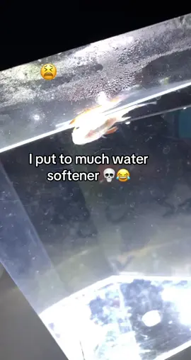 Well, RIP 🫶 #fyyyyyyyyyyyyyyyy #bettafish #florida #fypppppppppppppp #imjustagirl 