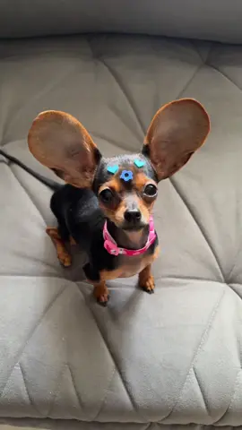 Se a orelha fosse nas costas seria um anjo 😇  #foryou #fypシ゚ #viral #dogsoftiktok #pinscher #pinscher1 #pinscher0 #pinscherbrasil #pinscherzero #pinschermini #pinscherbravo #pinscherminiatura #viral_video 