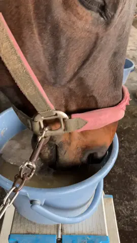 #乗馬クラブ #大好きなフスマ湯を味わって飲むカウちゃん