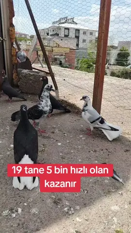 #postacı #filosevdasi #osmaniye #sahibzadasultan #maşallah🧿 #keşfetteyizzz #postagüvercini #buraksgr80 #elvangüvercin 