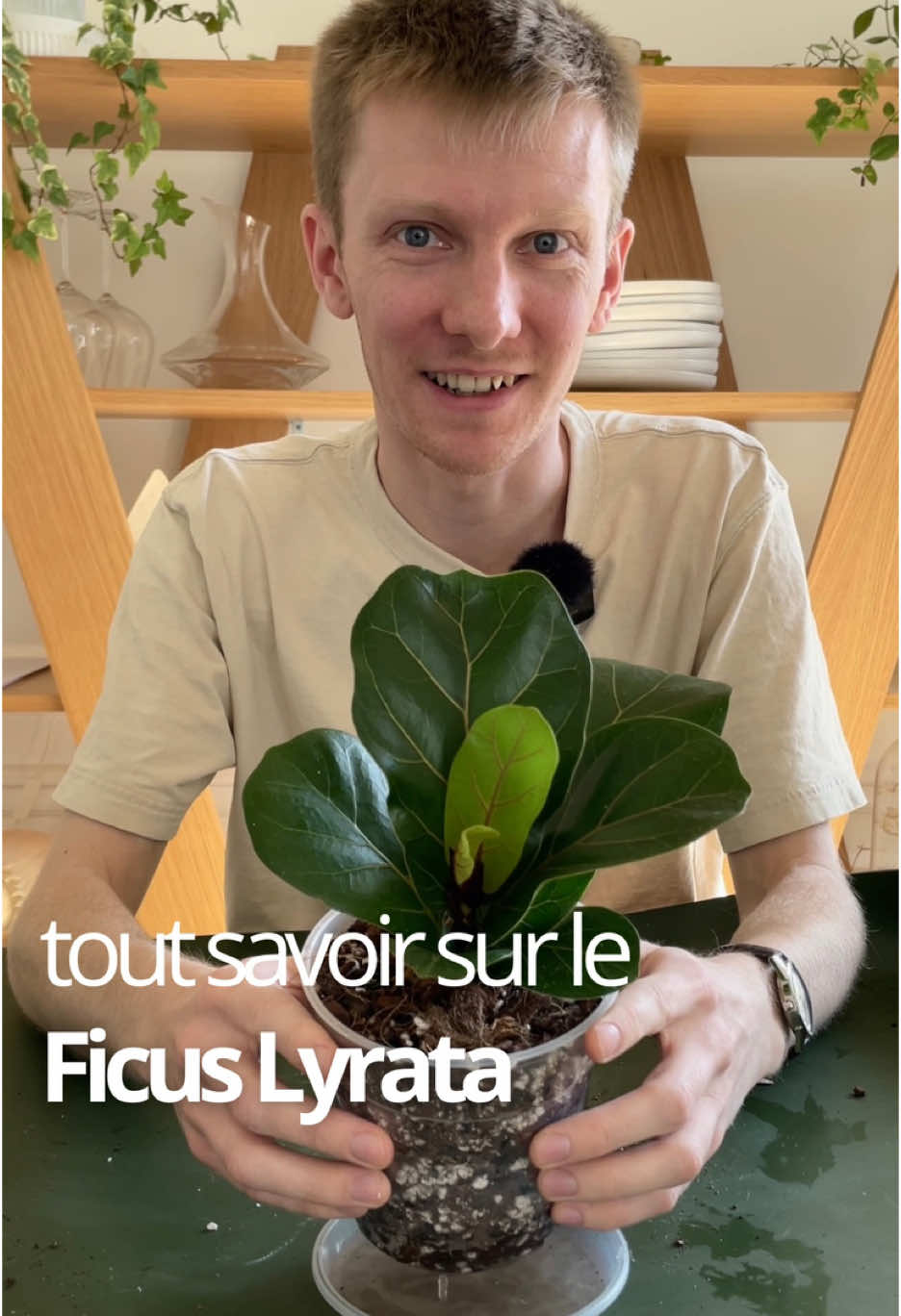 Le Ficus Lyrata : l'arbre idéal pour décorer son intérieur 🌳 #plantsoftiktok #planttips #plantcare #houseplants #ficus 