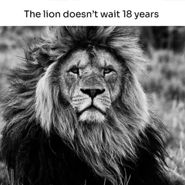 don’t ever move💀#thelion#lion#thelionking#edit#random#memecut#randomedit 