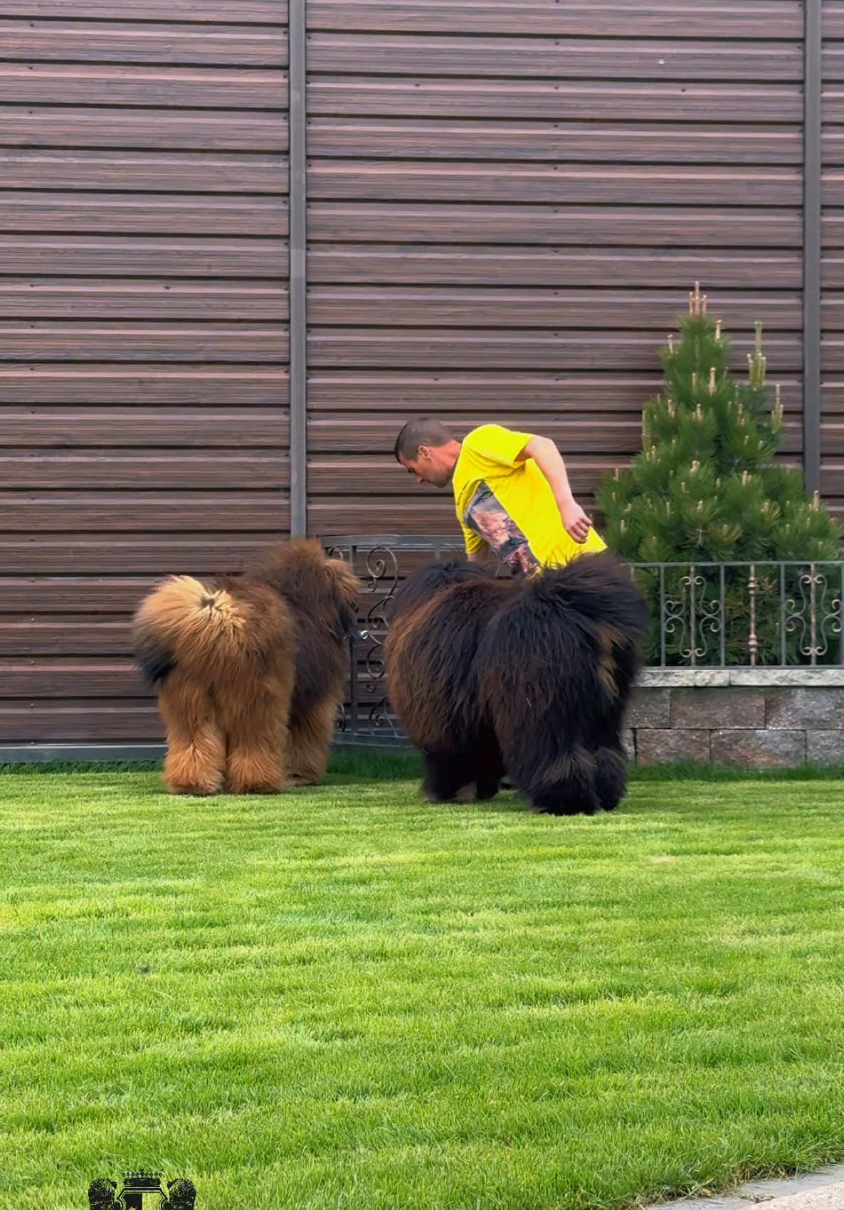 Adolescence (12–24 months):  • Weight: 40–70 kg (depending on gender).  • Changes: Dogs reach near-complete physical development. The head and coat begin to take on the characteristic appearance of an adult Tibetan Mastiff. #tibetanmastiff #puppy #mydog #picoftheday #dog #instapuppy #instadog #dogoftheday #dogofinstagram #mastiff #mypuppy #kinuliutaskennel #pet #pets #instapet #mypet #animals #tibetanmastiffpuppy #tibetanmastiffsofinstagram #tibetanmastifflove #mastiff #animal #amazing #nature #cute