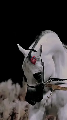 في عين الخيل قصه الحب لا تنتهي 👑#خيل_وخياله🐎 #عشق #الخيل #الخيل_العربي_الاصيل #خيل #CapCut 