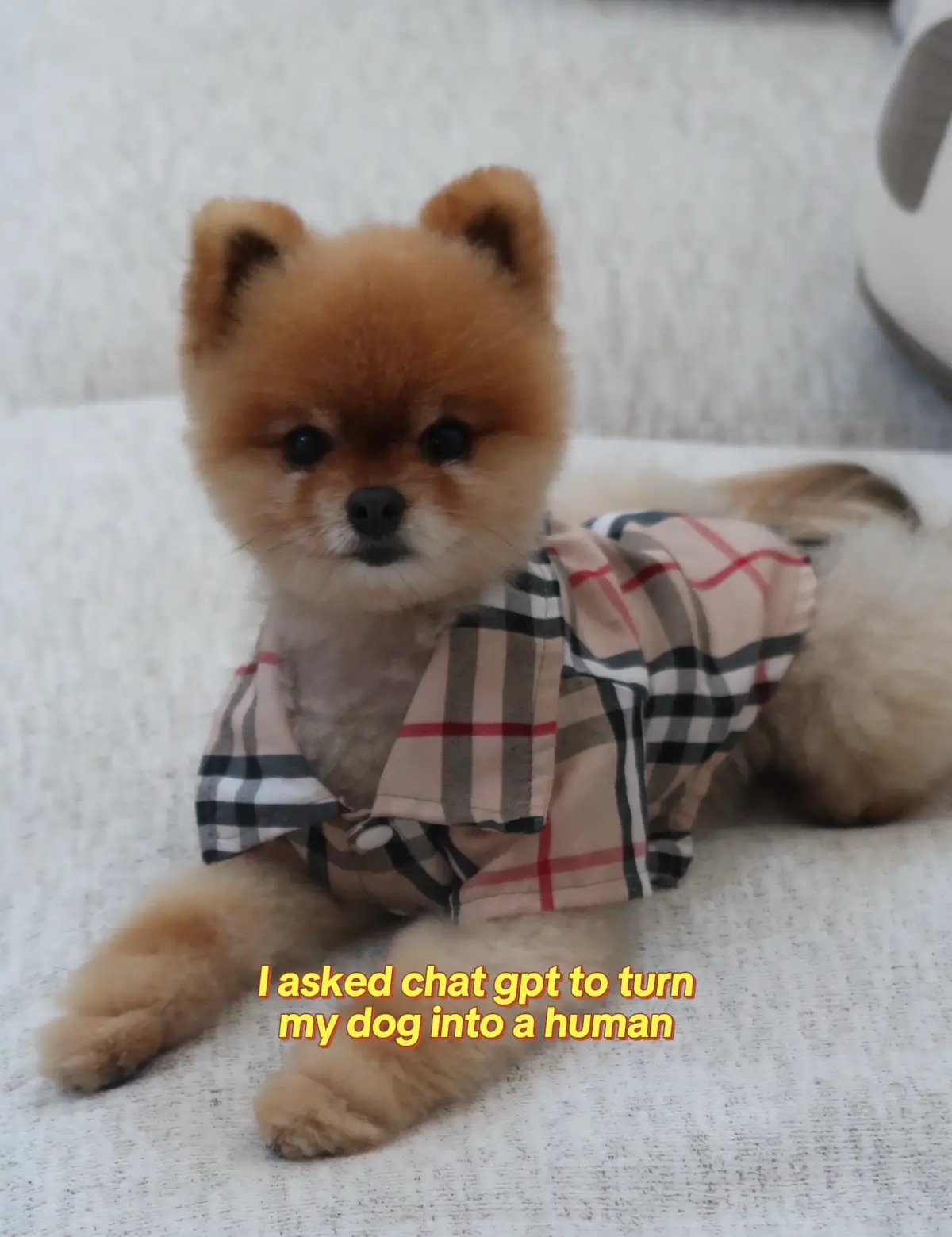 Chico ✨ #chatgpt #parati #fyp 