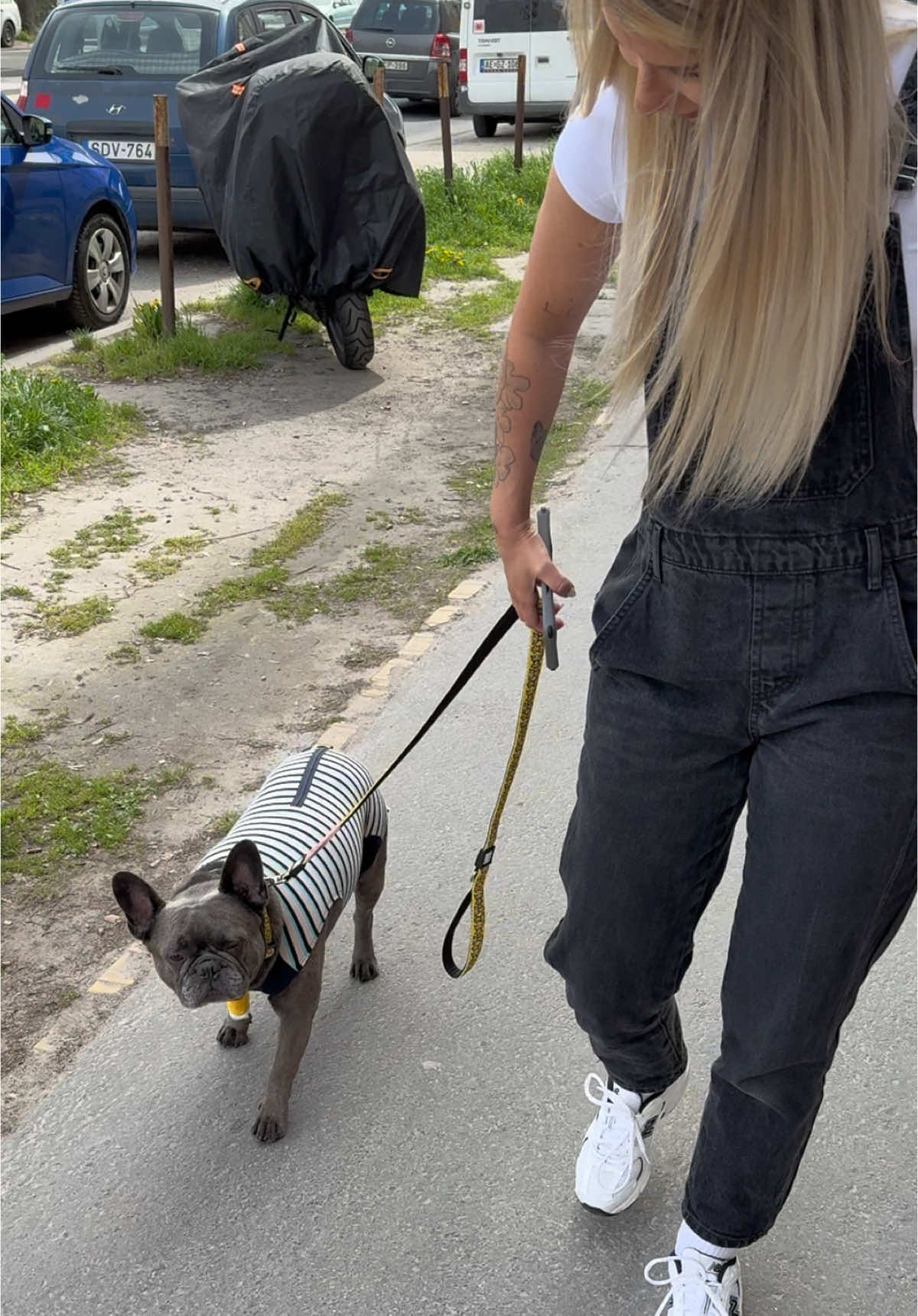 Koszonjuk szepen mar labadozik a Bogyi itthon ♥️ #foryou #fyp #nekedbelegyen #neked #nekedbeakaromlatni #frenchbulldog #frenchiesoftiktok #frenchie #puppiesoftiktok #foryoupage 