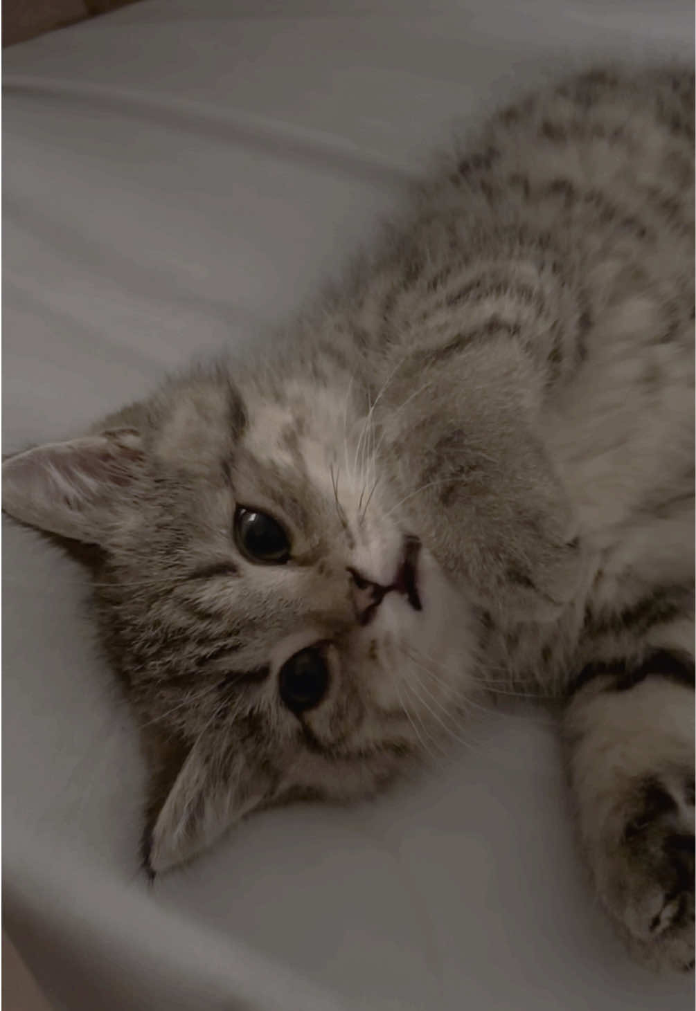 baby #cat 