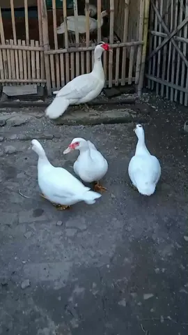 mung ternak entok bolo💯