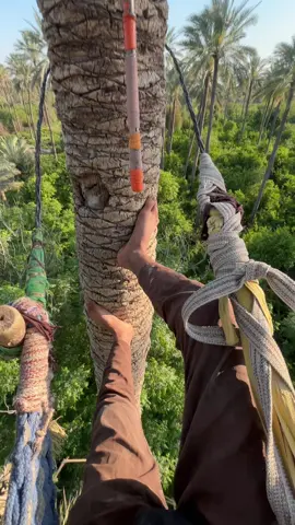 نخل عيط وتلكح البصفك #تكريب_النخيل🌴🌴🌩🌦🌥👍 #نخل_عيط #نخل_عالي #صواعيد_النخيل🌴✨ #تلكيح_النخل #تلكيح #الشعب_الصيني_ماله_حل😂😂 #fyp#viral #نخل 