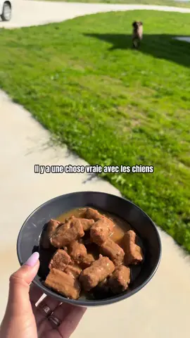 À mes petits chiens errants de Grèce, j’aimerai tous vous adopter ❤️‍🩹🇬🇷