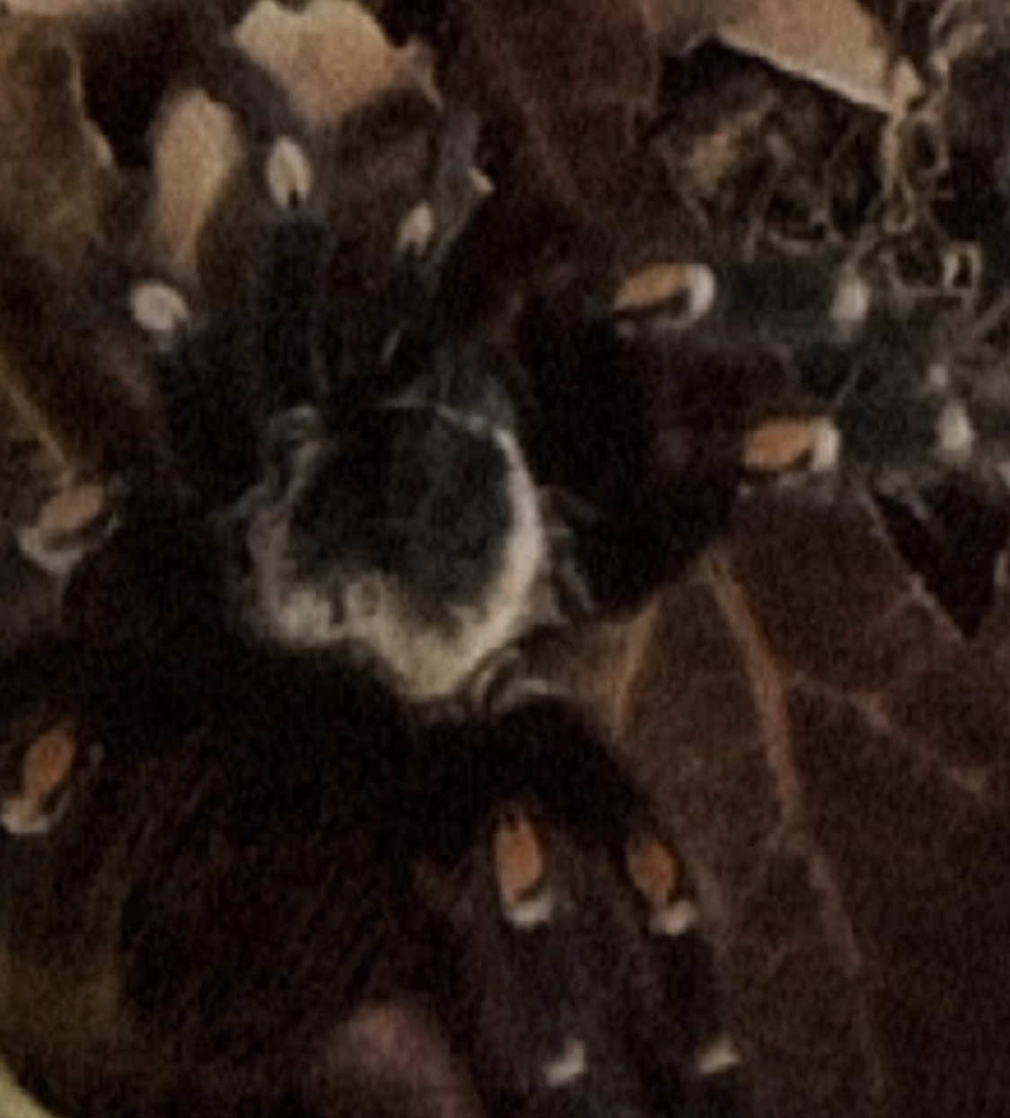 #tarantula #spider  #brachypelmaauratum #goth 