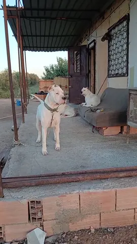 💪🔥🔥 #dog #dogargentino #dogsoftiktok #doglover #algeria #oran #31 #foryoupage #الشعب_الصيني_ماله_حل😂😂 #fyp 