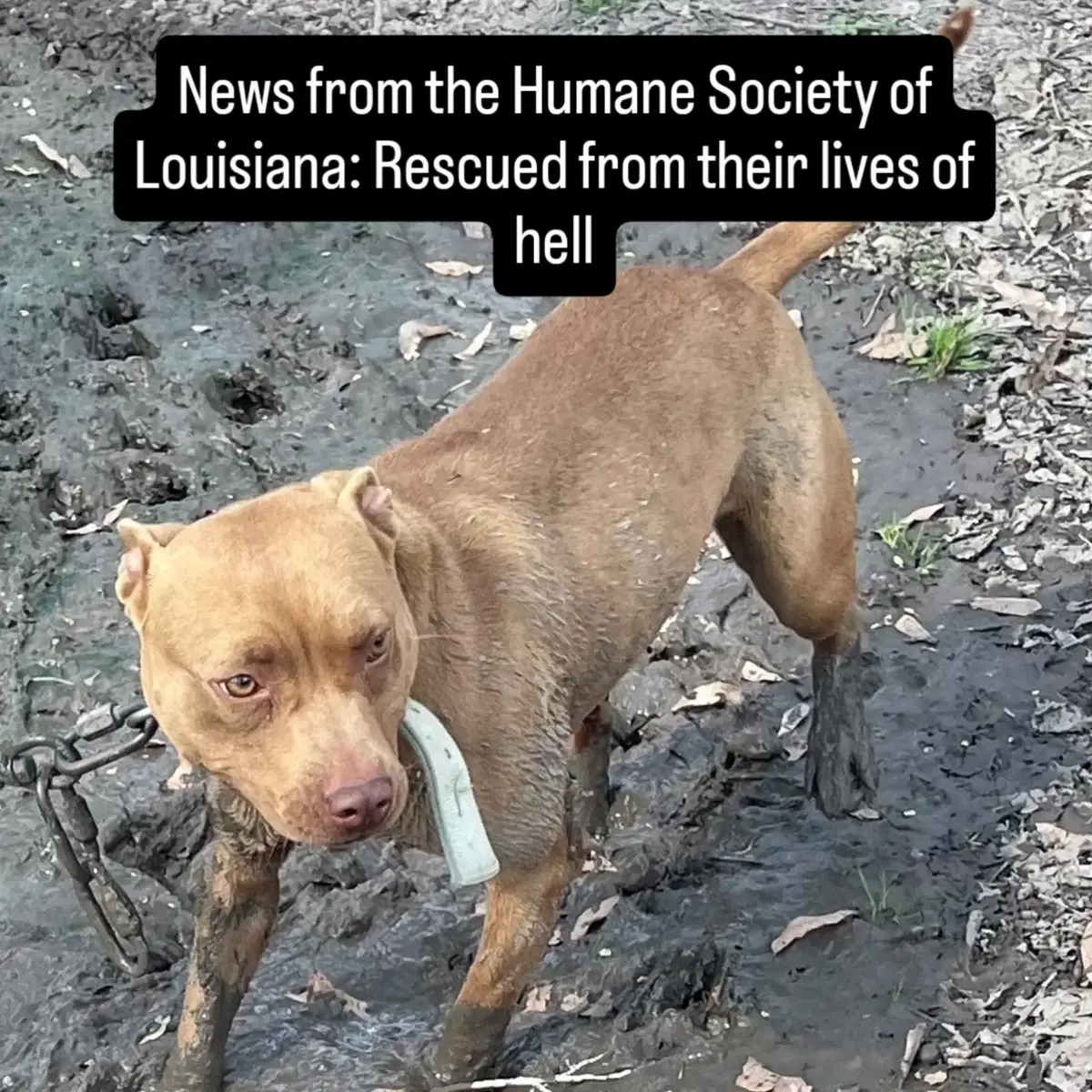 Working with the Concordia Sheriff's deputies, we recently seized 42 long-neglected pit bulls. They are recovering at a secure location, and we're raising funds for their recovery.  Please donate here: https://gofund.me/281749b1.
