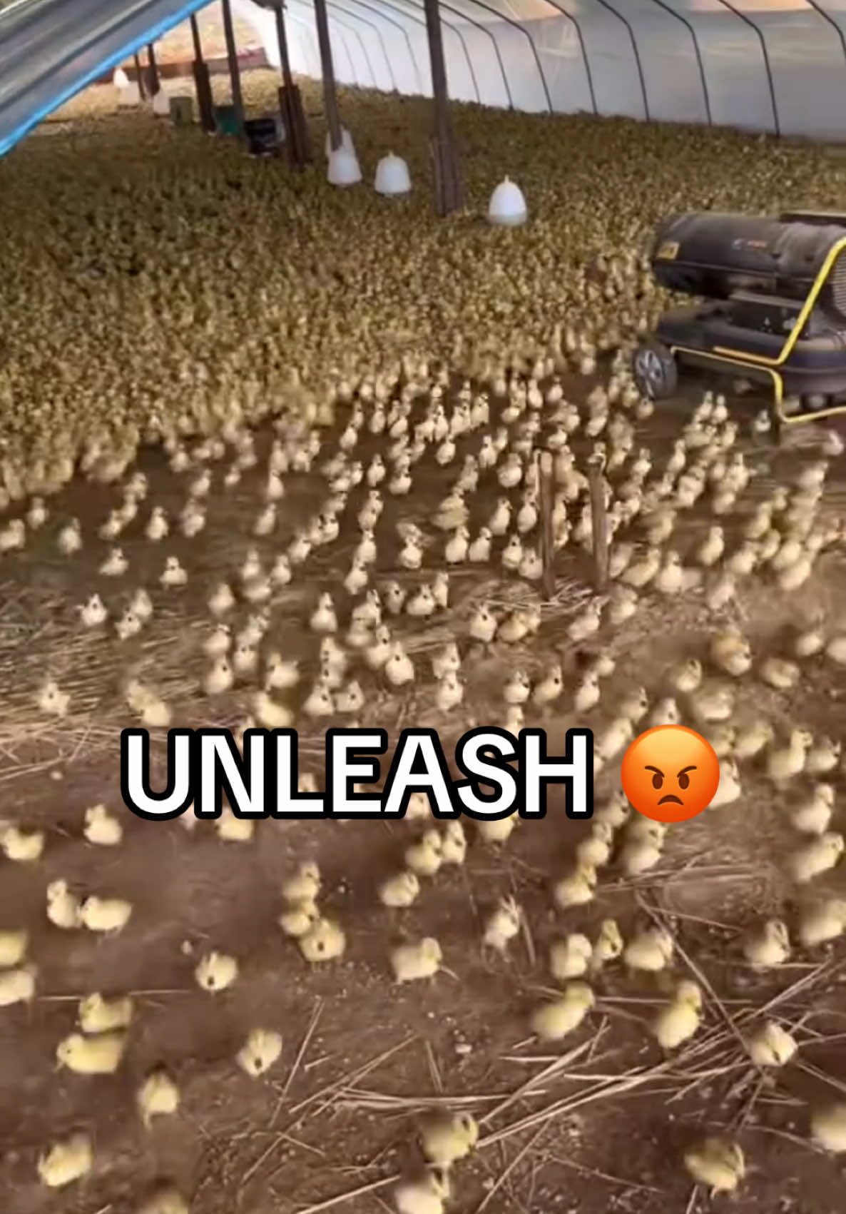 CHICKEN JOCKEY 🔥🔥🔥 #chicken #babychicks #cute #shoutoutot (via unknown)