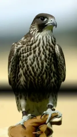 #CapCut #الصقر #👑🦅 