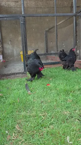 Black🖤🖤 #brahma #venezuela #pollos #brahmavenezuela #pollitos #trazabilidad #granja #black  #negro #brahmablack 