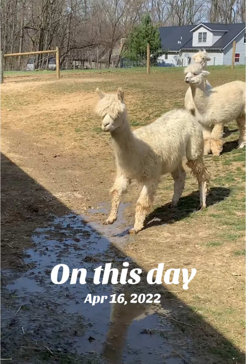 #onthisday #alpaca #farmanimals #farmlife #funny 