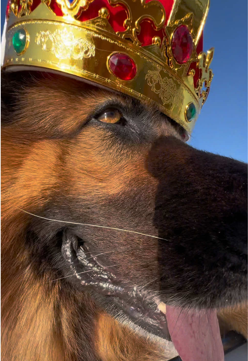 His majesty demands belly rubs every 4 seconds or there will be consequences. #dog 