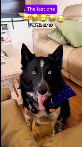 When sitting up is not your thing 😂🐶 #usa🇺🇸 #usatiktok #voiceover #dogsoftiktok #catoftiktok #PetsOfTikTok #dogloversunite #california #funnyanimals #funnypets #viralvideo #foryou