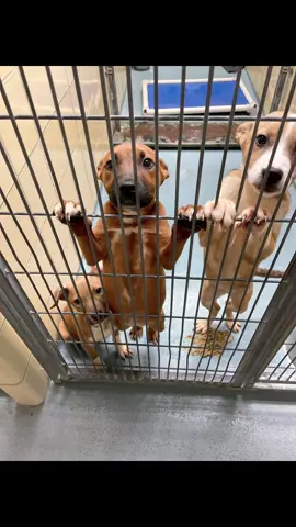 🆘 URGENT - EUTHANASIA DEADLINE FRIDAY, 4/18 🆘 The 7 SPORTY PUPPIES need a foster or adopter no later than 1 PM on Friday, 4/18 or they will face euthanasia. These adorable puppies—Derrick Rose, Lebron James, Angel Reese, Simone Biles, Sha'Carri Richardson, Serena Williams, and Kobe Bryant—were abandoned at a fire station and brought in as strays on 3/25/2025. They are a mix of German Shepherd puppies, aged 5 months, ranging from 9.4 to 13.9 lbs. These sweet puppies are full of energy and love, ready to give so much joy to the right home. HOW YOU CAN HELP: 1. FOSTER We urgently need fosters to save these puppies. If you're in the Houston area and can provide a loving temporary home, please contact the shelter immediately. Foster Application: https://www.houstontx.gov/barc/foster_a_pet.html 2. ADOPT Looking for your new best friend? Consider adopting one of these wonderful puppies! You can make a world of difference by giving them a forever home. Adoption inquiries: Email: barcfoster@houstontx.gov Email: barcadoptions@houstontx.gov Email: BARC.Aid@houstontx.gov Please include the ID number A2002461-67 when contacting the shelter. 3. PLEDGE If you're unable to foster or adopt but still want to help, please consider pledging for their care. Pledge Here: https://forms.gle/ejQefDftgkcxZFmEA 4. OUT-OF-STATE ADOPTION If you live outside Texas, please consider reaching out to one of BARC's rescue partners for transport options. Rescue Partners: https://www.houstontx.gov/barc/rescue-and-transport.html These puppies are in desperate need of a second chance. Please act quickly to save their lives. All holds must be in writing, so please email and do not call. Let’s give these amazing pups the future they deserve! 🐾 Location: BARC Animal Shelter 3200 Carr St, Houston, TX 77026 Deadline: 1 PM, Friday, 4/18 — Don't wait! #fyp #dog #dogs #houstontexas #texas #Usa #dog #dogsoftiktok #houstontx #puppiesoftiktok #puppydog #puppylove 