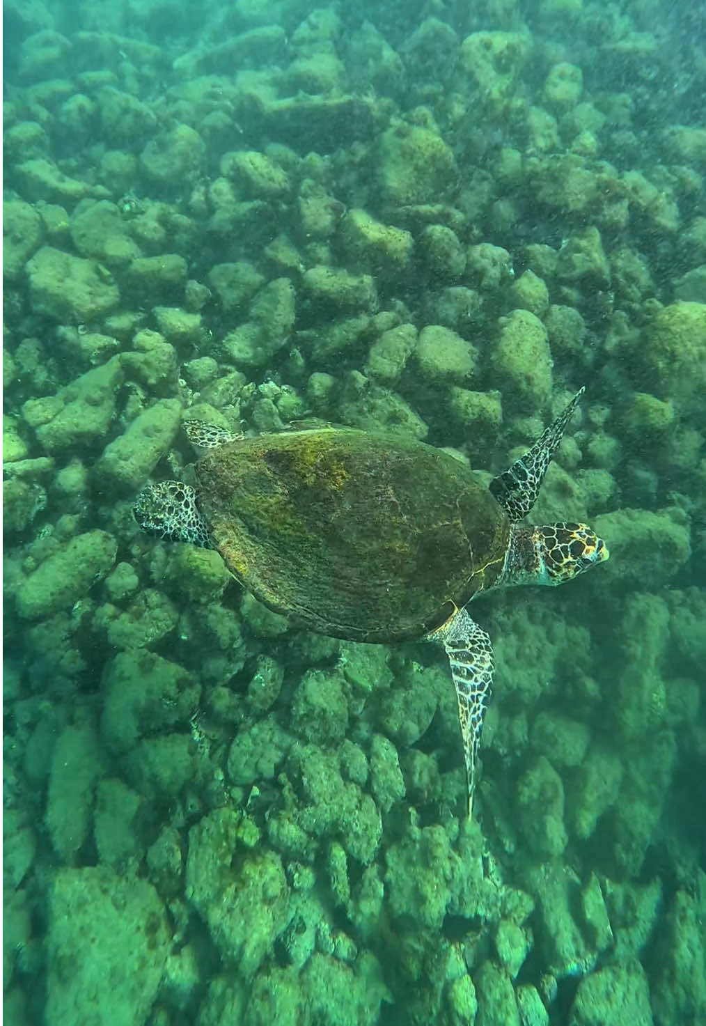 Para quem amou o nosso encontro no último vídeo, a parte 2 🩵🌺 #tartarugadepente #tartarugamarinha #marine #gopro #CapCut #nature #diver #mergulho #mergulhador #arraialdocabo 