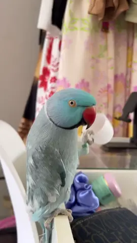 #mingau #viral_video #meme #mingauringneck #azul #fyp #ringneck #mamae #humor #ringneckmingau 