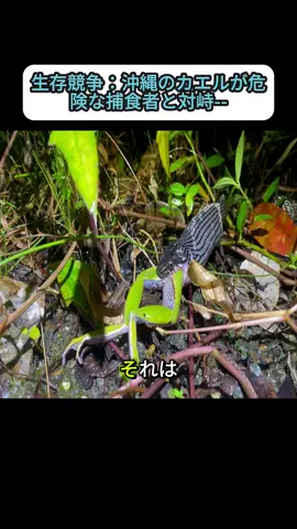 生存競争：沖縄のカエルが危険な捕食者と対峙 #捕食者 #野生の王国 #自然の神秘 