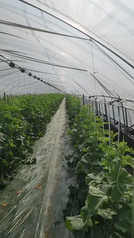 Việc nhẹ lương cao nhé mọi người.