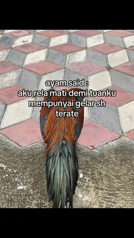 kangen klurukmu lee #ayam #psht #suro #pshtindonesia22 #shterate #persaudaraansetiahatiterate 