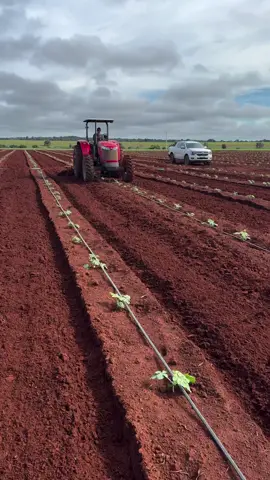 #foryoupage❤️❤️ #fy #melancia🍉🍉 #agroboy #agro #fyp #viral_video #trabalho 