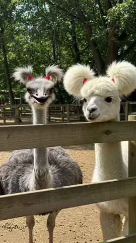 類は友を呼ぶ🦙 #ai動画 #ダチョウ #ostrich 