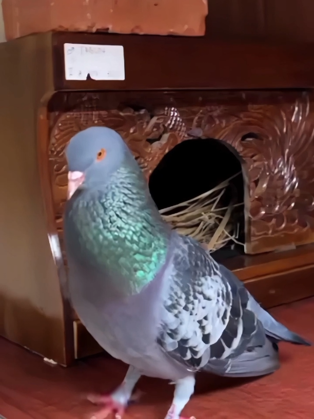 🚀 #CapCut #merpatikolong #merpatilovers #merpati #kenwood #kenwoodmerpati #jaguar 