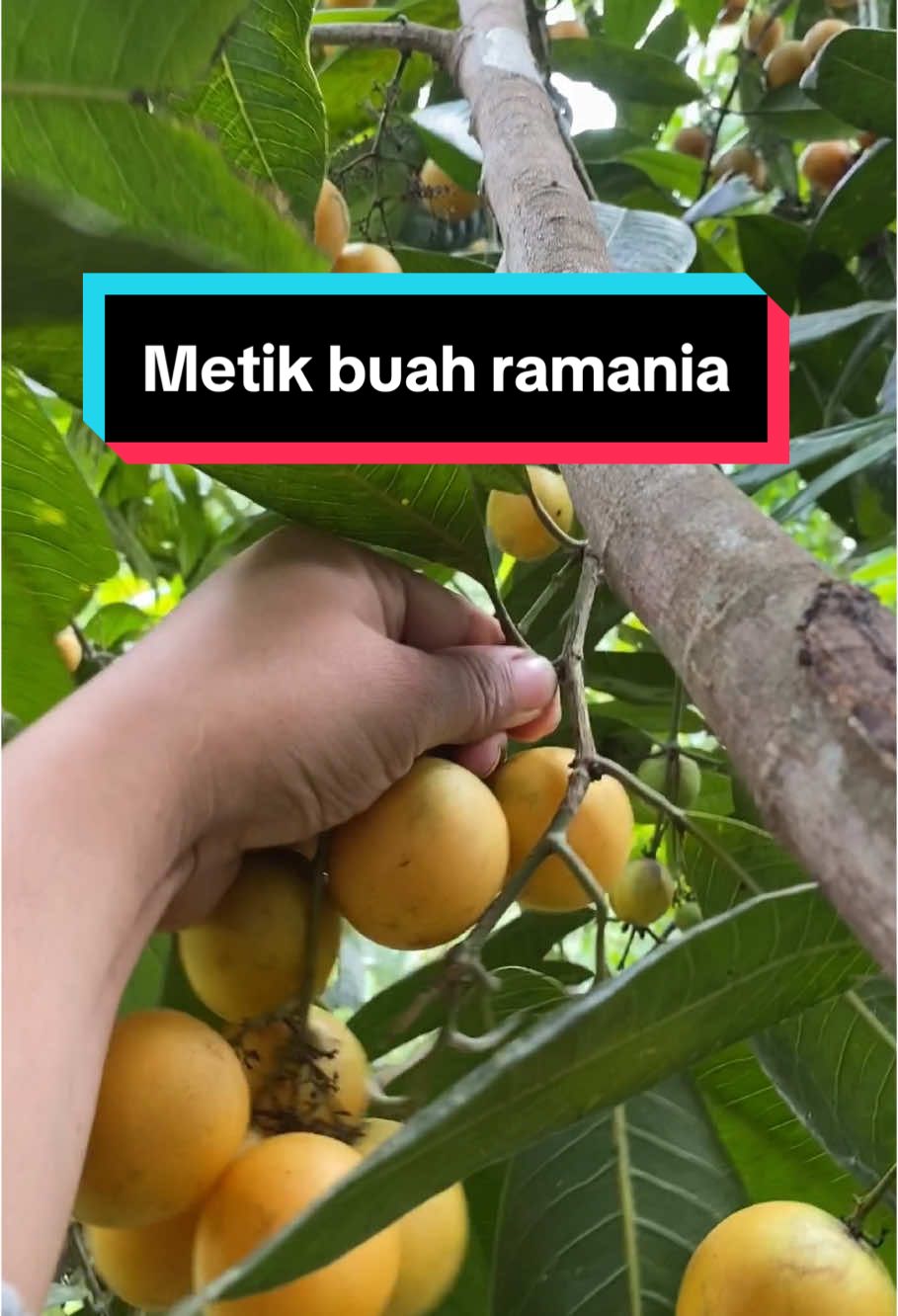 Di tempatku nama nya buah ramania🤤 #buahramania #ramania #ramaniamanis #kontenmetikbuah #kontendikebun #ramaniamentahbuahkalimantan #kalimantanselatan 