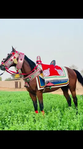 البارون #عقد #أتحاد #أوباري ربي يسلم أنشالله @سيف الدين العريفي @حاتم الحسناوي @فيصل أسطيلاوي @اعمر ابراهيم بوحجر #