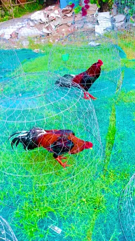 🐓🐓Lộc sáng 2em về nhà mới ✅🌾 cảm ơn Ae yêu mến ủng hộ em ☺️🇻🇳 #xuhuongtiktok #dammegachoi #đammegada🐓🐔 #gadasoctrang83 