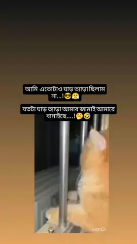 #hmmm🥵😒 #plzviral🥺🥺🙏🙏foryoupage #plz_support_me_frnds✌❤❤ #tangail_er_meye😍🔥 