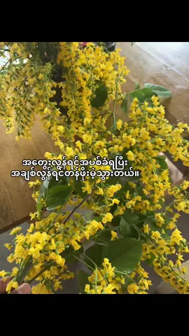 ဘယ်သူကိုပေးရမာလဲဟင်😔🫶🏾#fypp #James🎸🦦 #ပိတောက်ပန်း #foryoupage 